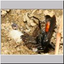 Anoplius infuscatus - Weswespe w008h 10mm - OS-Hasbergen-Lehmhuegel-det.jpg